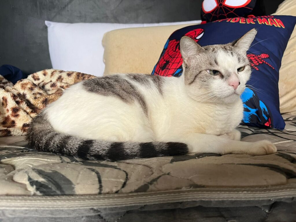 Gato Franklin (branco) relaxando em ambiente doméstico, representando o conforto de uma Smart Home pet-friendly monitorada pelo blog Sete Assuntos.